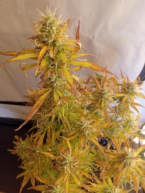 Shady indoor garden 🔥. Week 8 - NL