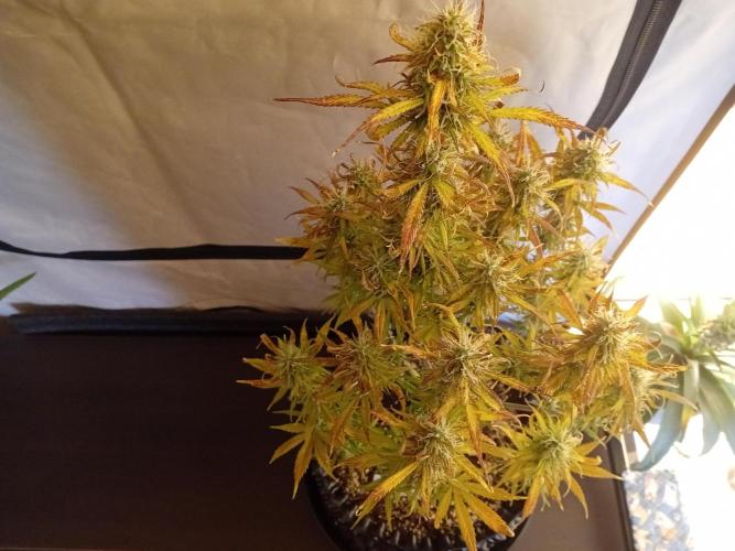 Shady indoor garden 🔥. Week 8 - NL