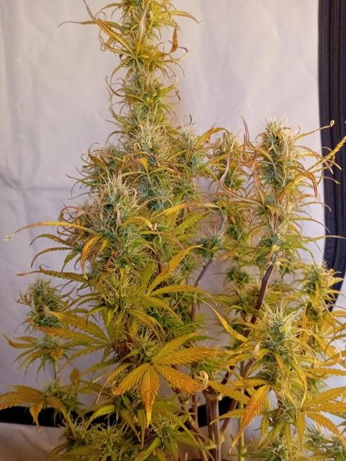 Shady indoor garden 🔥. Week 8 - NL