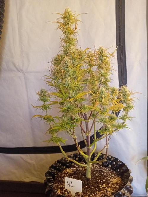 Shady indoor garden 🔥. Week 8 - NL