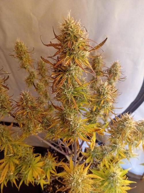 Shady indoor garden 🔥. Week 8 - NYC