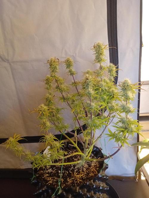 Shady indoor garden 🔥. Week 8 - Banana