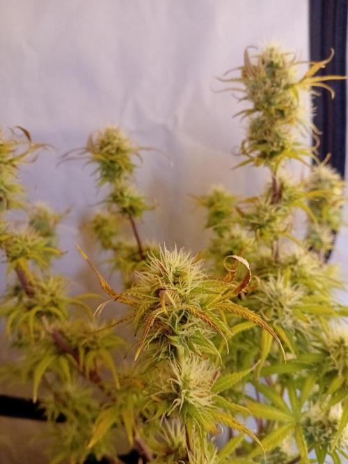 Shady indoor garden 🔥. Week 8 - Banana