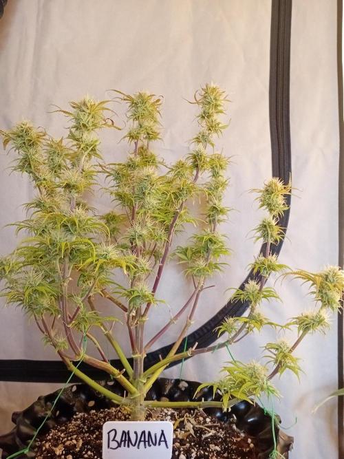 Shady indoor garden 🔥. Week 8 - Banana