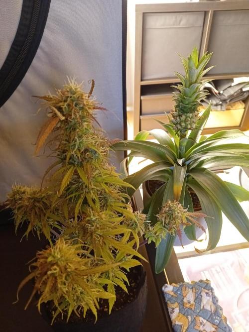 Shady indoor garden 🔥. Week 8 - Corkscrew