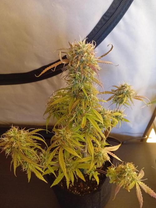 Shady indoor garden 🔥. Week 8 - Corkscrew
