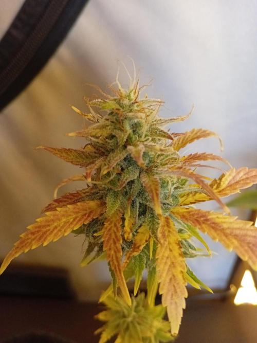 Shady indoor garden 🔥. Week 8 - AppleFritter