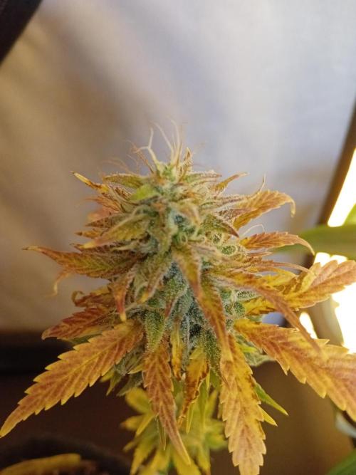 Shady indoor garden 🔥. Week 8 - AppleFritter