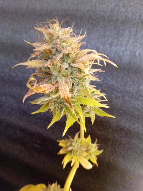 Shady indoor garden 🔥. Week 9 - Mini Fritter