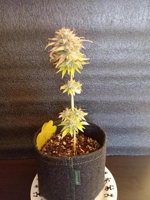 Shady indoor garden 🔥. Week 9 - Mini Fritter