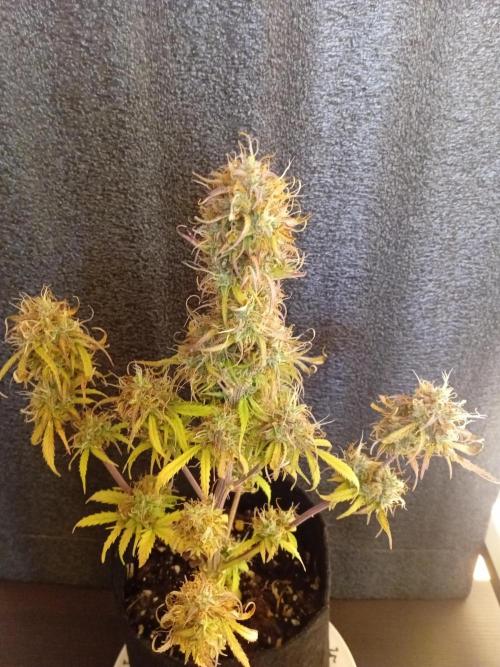 Shady indoor garden 🔥. Week 9 - Corkscrew