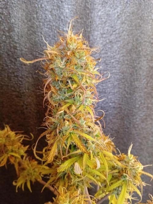 Shady indoor garden 🔥. Week 9 - Corkscrew