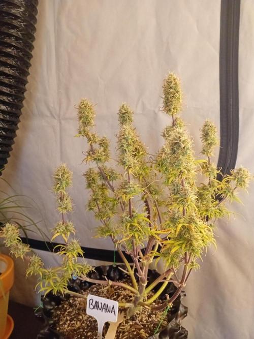 Shady indoor garden 🔥. Week 9 - Banana