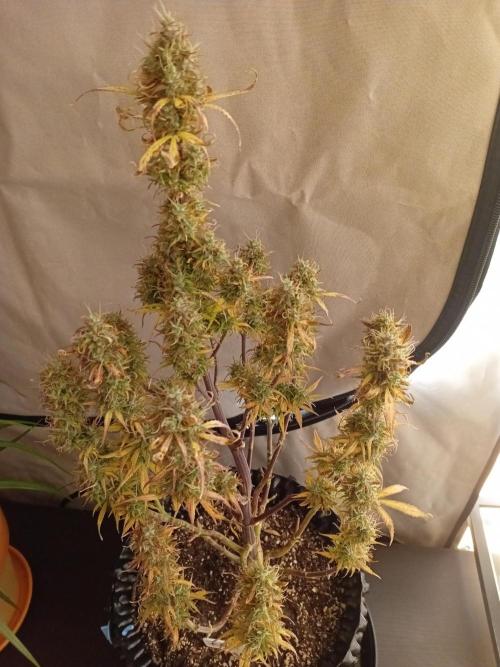 Shady indoor garden 🔥. Week 9 - NL