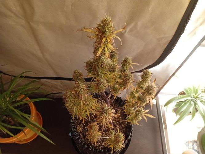 Shady indoor garden 🔥. Week 9 - NL