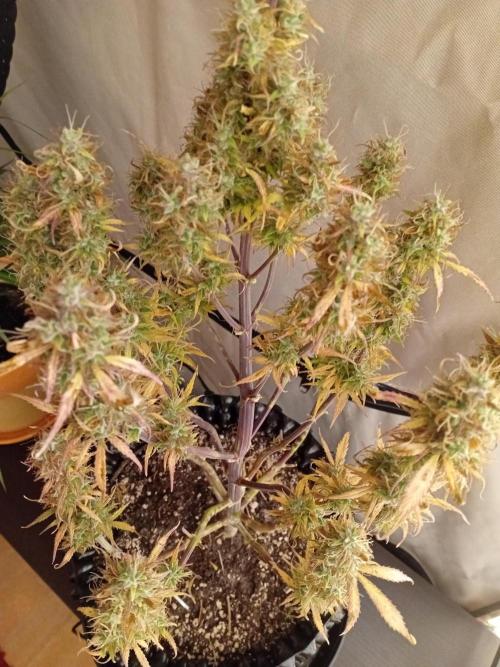 Shady indoor garden 🔥. Week 9 - NL
