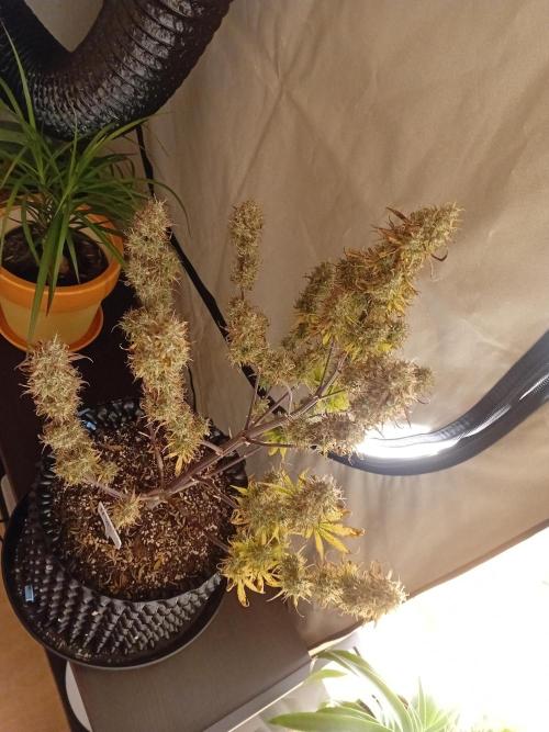 Shady indoor garden 🔥. Week 9 - NYC