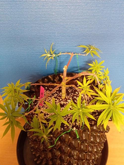 Strength and Medical Mass. Week 8
