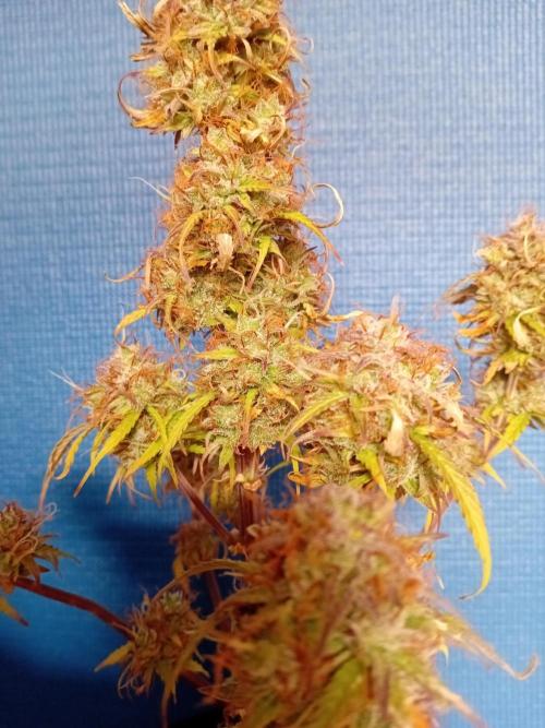Shady indoor garden 🔥. Week 10 - Mini Corkscrew