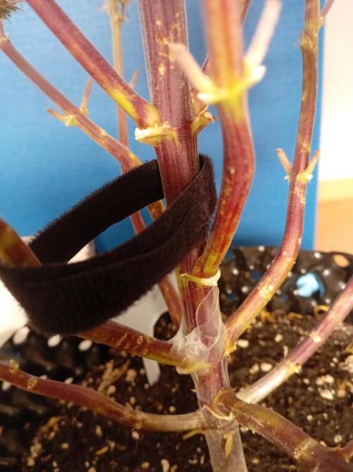 Shady indoor garden 🔥. Week 10 - NL Brace + bandage