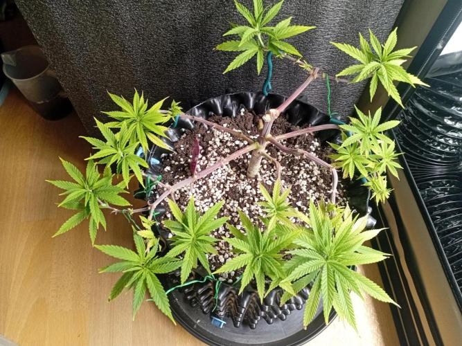 Strength and Medical Mass. Week 8