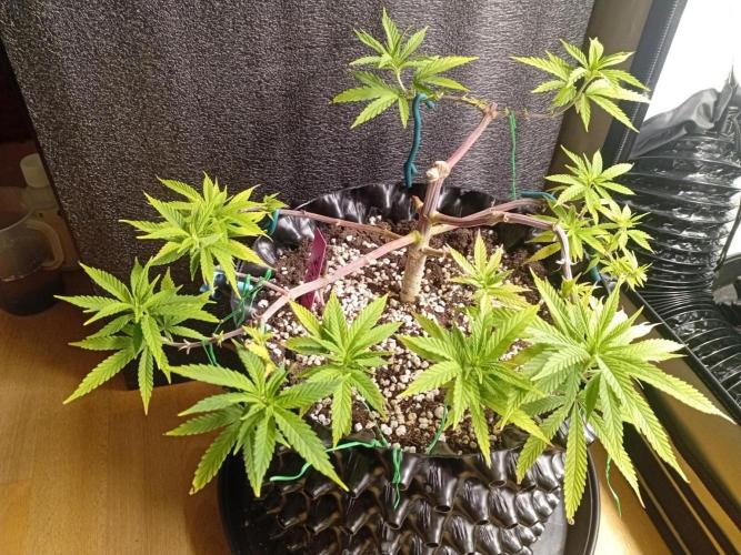 Strength and Medical Mass. Week 8