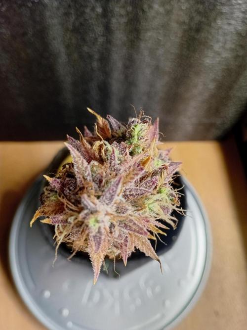 Shady indoor garden 🔥. Week 10 - MiniFritter