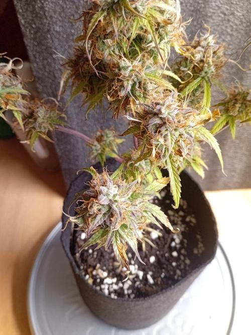Shady indoor garden 🔥. Week 10 - MiniCorkscrew