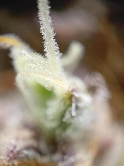 Shady indoor garden 🔥. Week 10