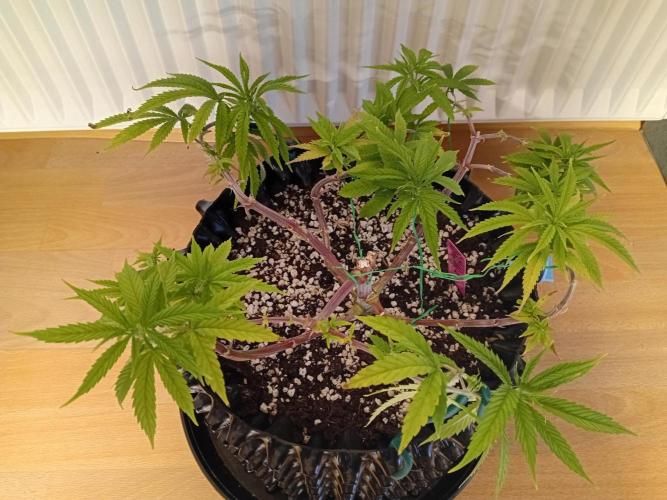 Strength and Medical Mass. Week 9