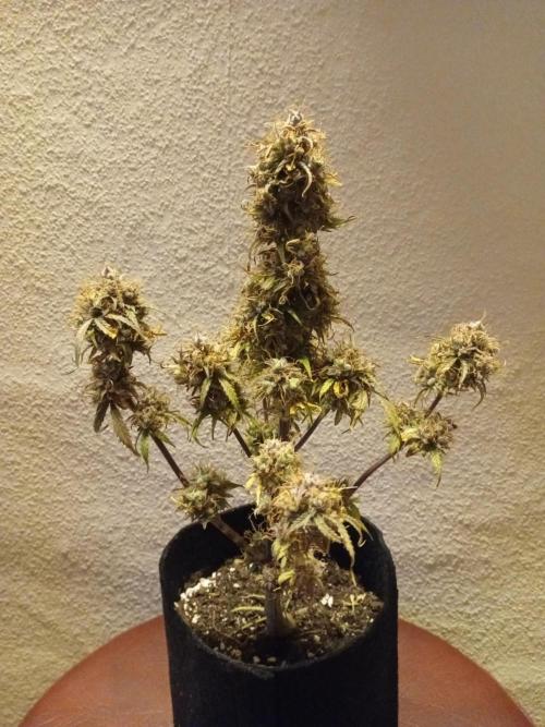 Shady indoor garden 🔥. Week 11