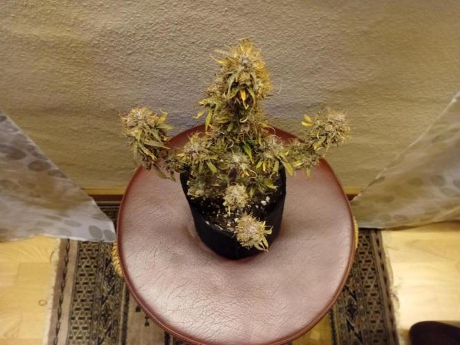 Shady indoor garden 🔥. Week 11