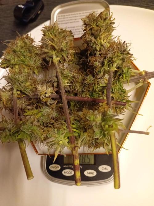 Shady indoor garden 🔥. Week 11