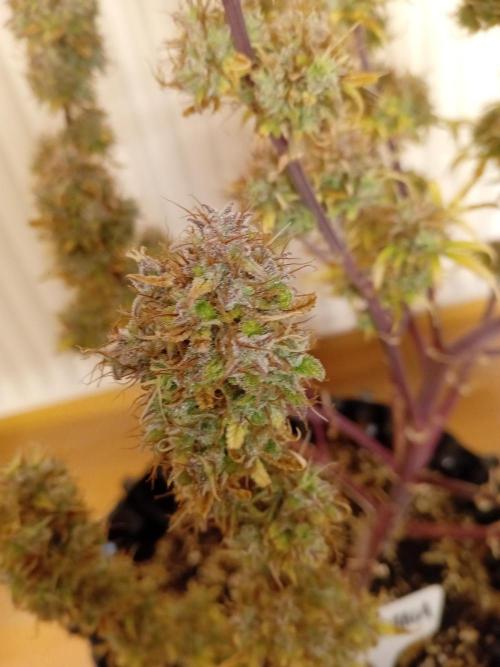Shady indoor garden 🔥. Week 11 - Banana