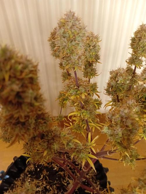 Shady indoor garden 🔥. Week 11 - Banana