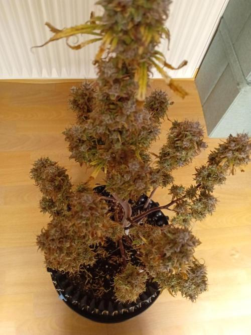 Shady indoor garden 🔥. Week 11 - NL