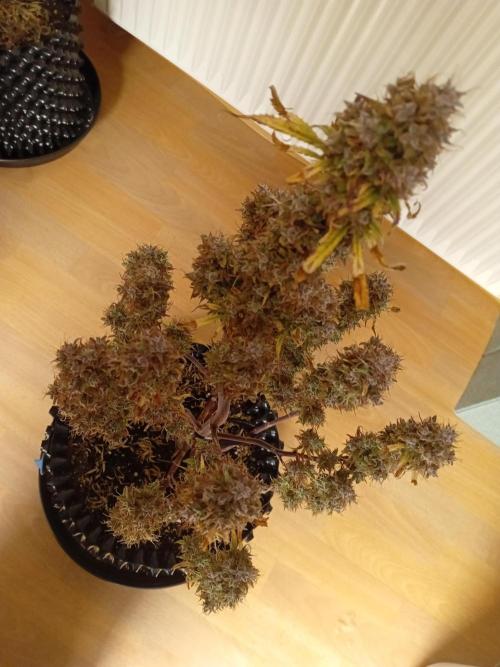 Shady indoor garden 🔥. Week 11 - NL