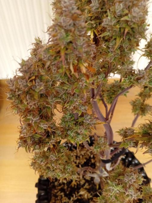 Shady indoor garden 🔥. Week 11 - NL