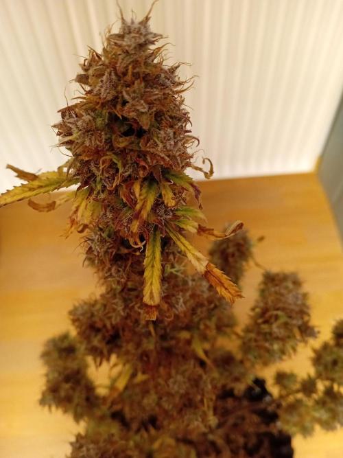 Shady indoor garden 🔥. Week 11 - NL