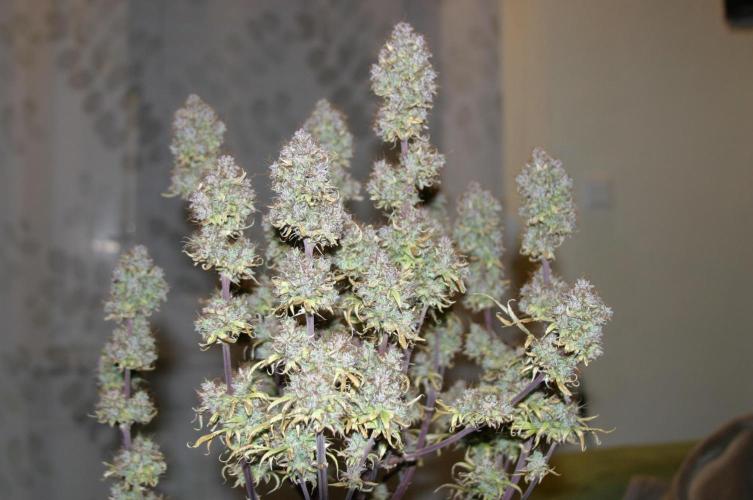 Shady indoor garden 🔥. Week 13