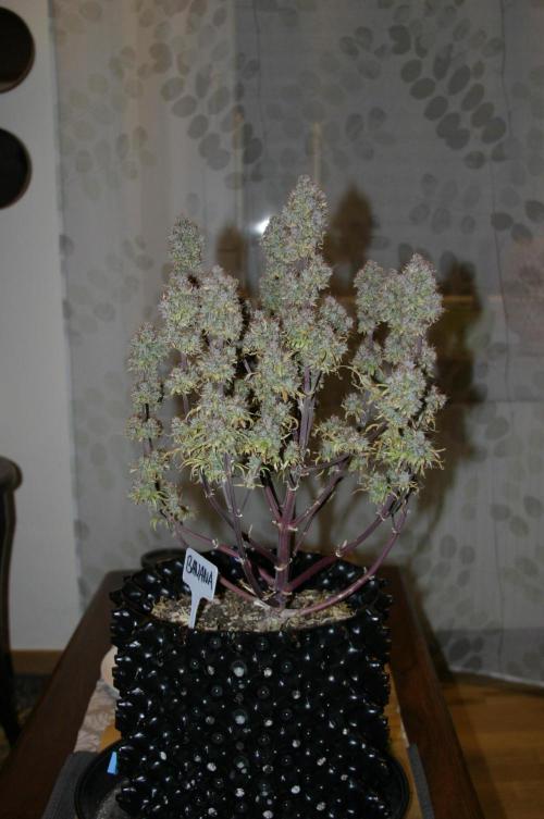 Shady indoor garden 🔥. Week 13