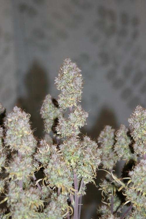 Shady indoor garden 🔥. Week 13