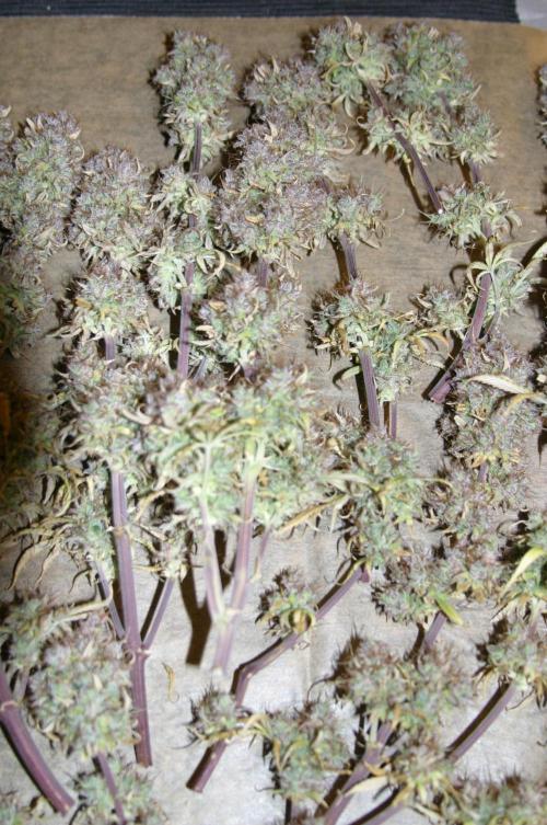 Shady indoor garden 🔥. Week 13
