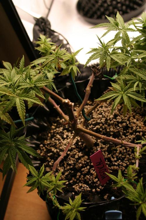 Strength and Medical Mass. Week 11