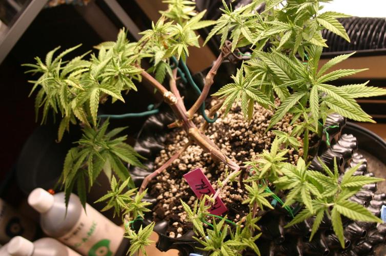 Strength and Medical Mass. Week 11
