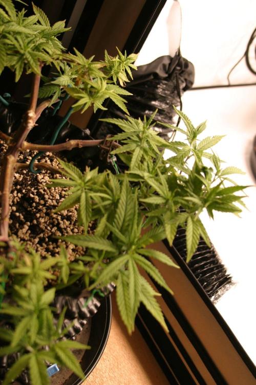 Strength and Medical Mass. Week 11