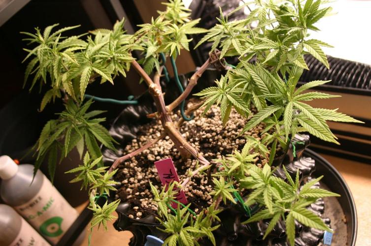 Strength and Medical Mass. Week 11