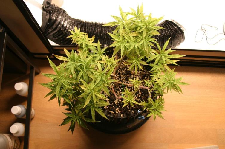 Strength and Medical Mass. Week 12