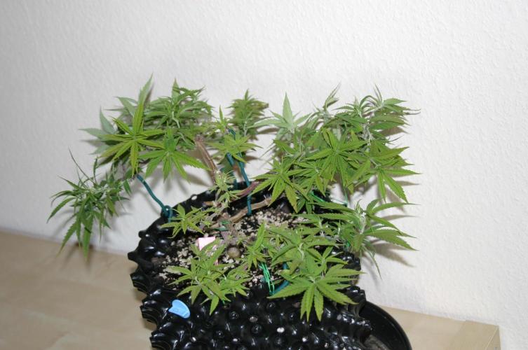 Strength and Medical Mass. Week 12