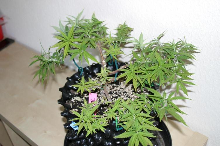 Strength and Medical Mass. Week 12